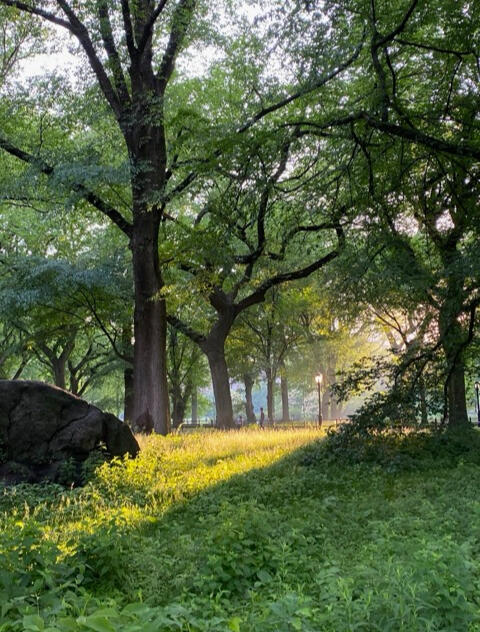 Photo by Shefali Parekh American Elms in Central Park with a dapply of golden hour sunlight illuminating the grass and leaves.